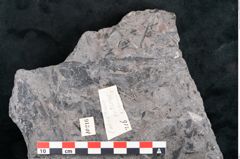 Foto (Detailansicht) von Casuarinites cretaceus Ettingshausen (NHMW-GEO-2024-0188-10216)